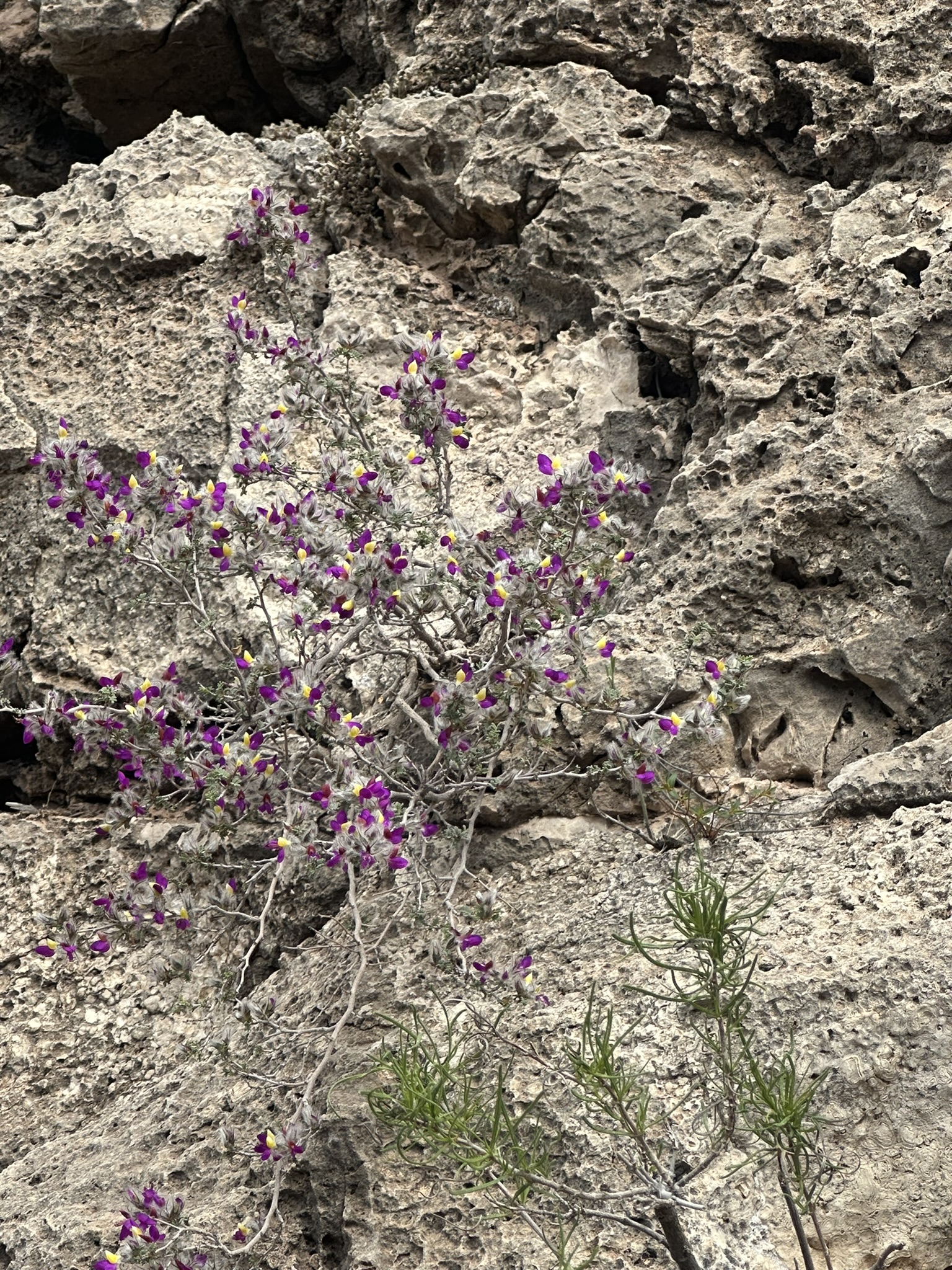 United States-National Parks-Other - Image 2962